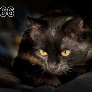 Obraz akustyczny wygłuszający, cienki (100x50x2-4cm) również z unikalnym zdjęciem 66